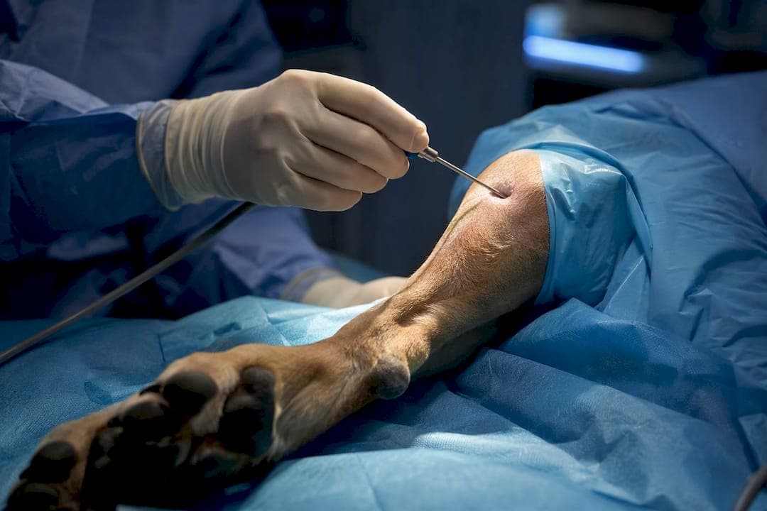 Lower Elbow Cartilage Injury: 2.4 mm Canine Scope Size for Vets