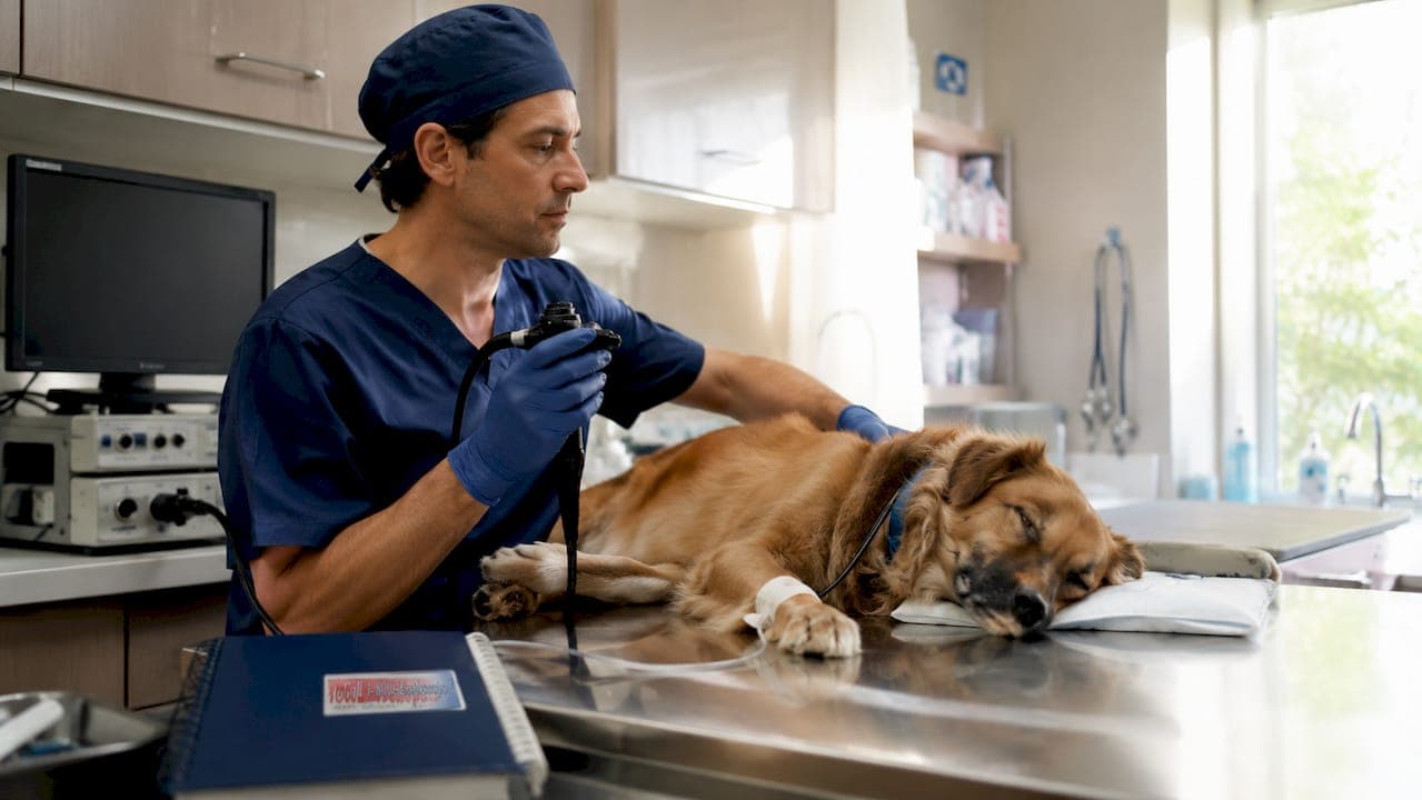 Animal Endoscopy: A Veterinary Procedure Guide
