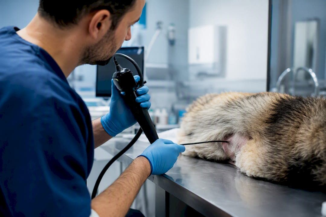 Videoscope Image Stabilization for Vet and Inspection Pros