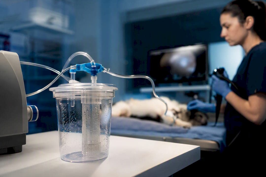 3 Clinical Goals to Choose a Suction Pump for Veterinary Endoscopy