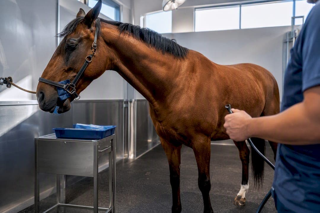 Break Even at 12 Cases: Equine Gastroscope Costs for Clinics