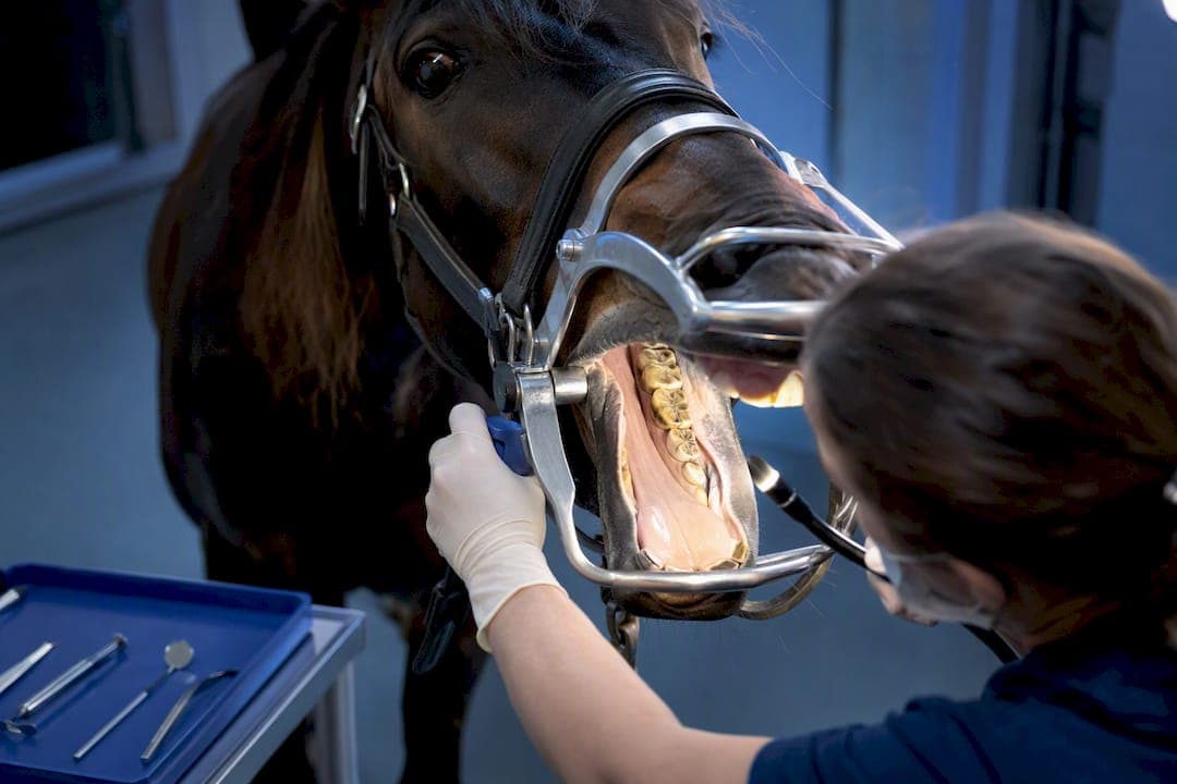 83% Sensitivity Evidence: Equine Dental Endoscope for Clinicians