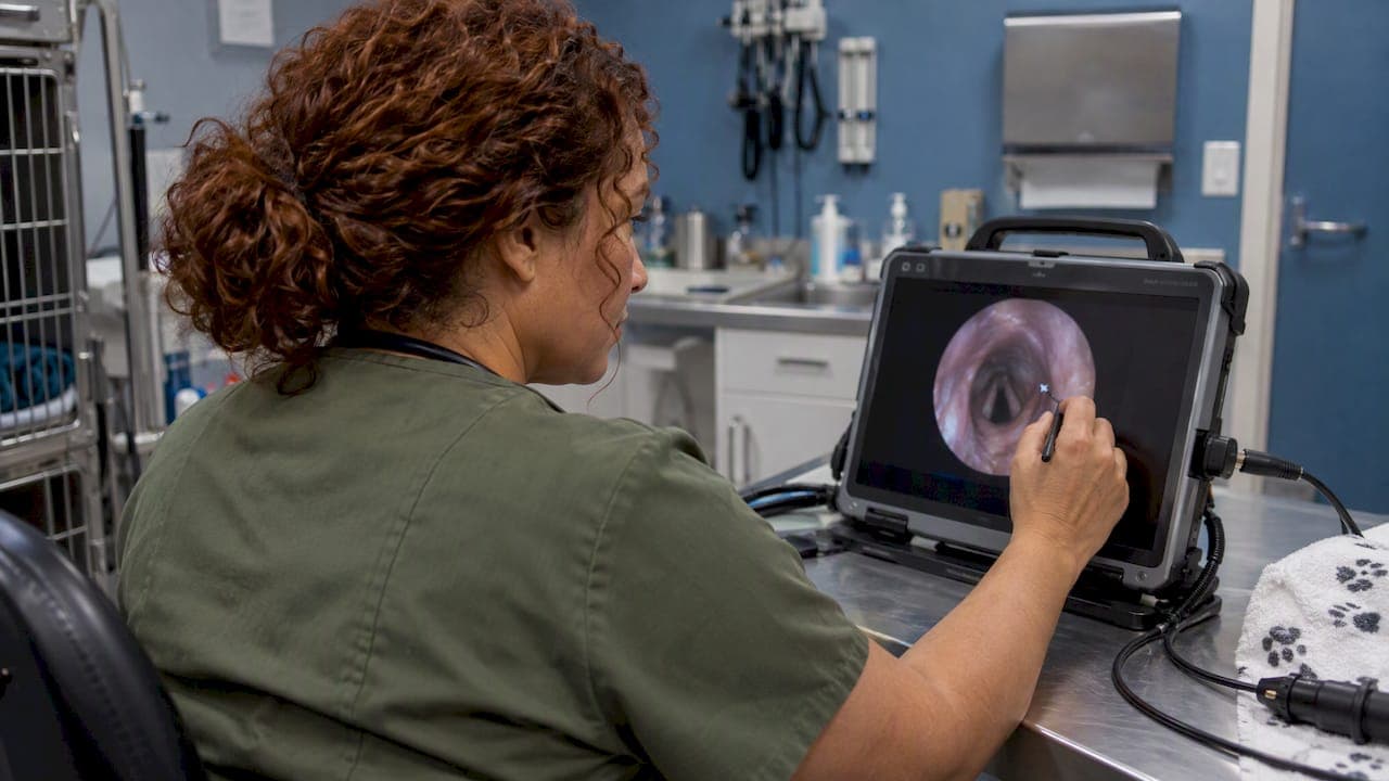 Videoscope Image Annotation: Labeling Stills and Clips